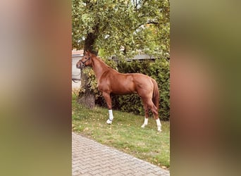 Hannoveraner, Wallach, 5 Jahre, 166 cm, Fuchs