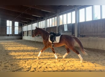 Hannoveraner, Wallach, 5 Jahre, 166 cm, Fuchs