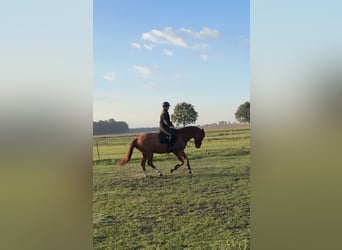 Hannoveraner, Wallach, 5 Jahre, 166 cm, Fuchs