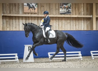 Hannoveraner, Wallach, 5 Jahre, 166 cm, Rappe
