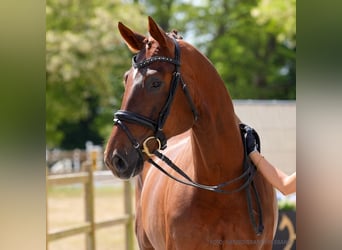 Hannoveraner, Wallach, 5 Jahre, 166 cm, Rappe