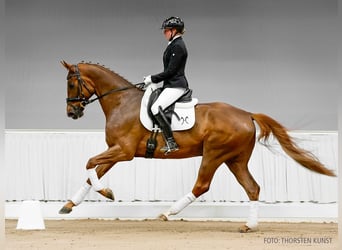 Hannoveraner, Wallach, 5 Jahre, 166 cm, Rappe