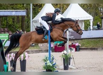 Hannoveraner Mix, Wallach, 5 Jahre, 166 cm, Rotbrauner