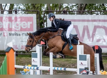 Hannoveraner Mix, Wallach, 5 Jahre, 166 cm, Rotbrauner