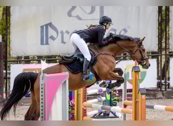 Hannoveraner Mix, Wallach, 5 Jahre, 166 cm, Rotbrauner