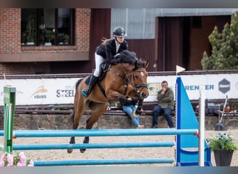 Hannoveraner Mix, Wallach, 5 Jahre, 166 cm, Rotbrauner