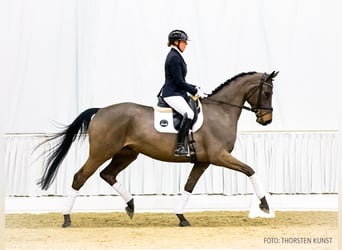 Hannoveraner, Wallach, 5 Jahre, 166 cm, Schwarzbrauner