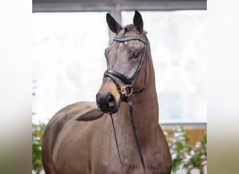 Hannoveraner, Wallach, 5 Jahre, 166 cm, Schwarzbrauner