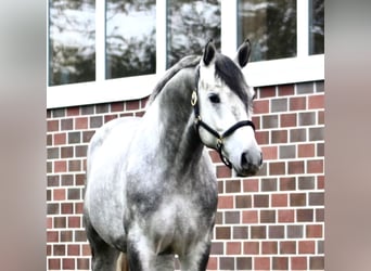 Hannoveraner, Wallach, 5 Jahre, 167 cm, Apfelschimmel