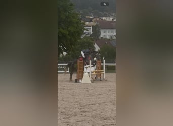 Hannoveraner, Wallach, 5 Jahre, 167 cm, Apfelschimmel