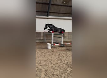 Hannoveraner, Wallach, 5 Jahre, 167 cm, Apfelschimmel