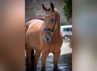 Hannoveraner, Wallach, 5 Jahre, 167 cm, Brauner