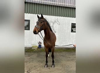 Hannoveraner, Wallach, 5 Jahre, 167 cm, Brauner