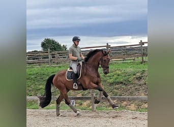 Hannoveraner, Wallach, 5 Jahre, 167 cm, Brauner