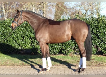 Hannoveraner, Wallach, 5 Jahre, 167 cm, Brauner