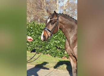 Hannoveraner, Wallach, 5 Jahre, 167 cm, Brauner