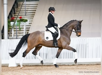 Hannoveraner, Wallach, 5 Jahre, 167 cm, Brauner