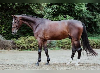 Hannoveraner, Wallach, 5 Jahre, 167 cm, Brauner