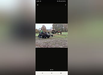 Hannoveraner, Wallach, 5 Jahre, 167 cm, Brauner