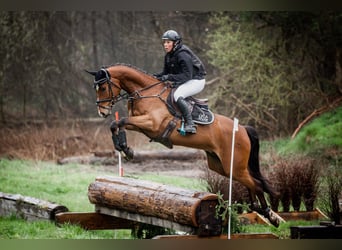 Hannoveraner, Wallach, 5 Jahre, 167 cm, Brauner