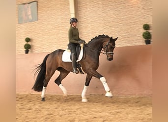 Hannoveraner, Wallach, 5 Jahre, 167 cm, Dunkelbrauner