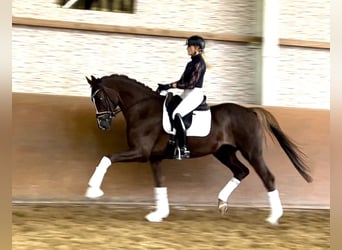 Hannoveraner, Wallach, 5 Jahre, 167 cm, Dunkelfuchs