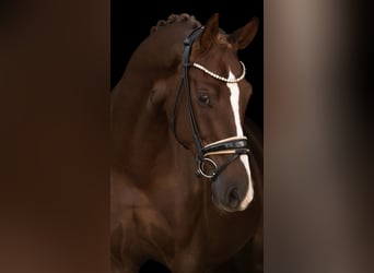 Hannoveraner, Wallach, 5 Jahre, 167 cm, Dunkelfuchs