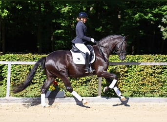 Hannoveraner, Wallach, 5 Jahre, 167 cm, Rappe
