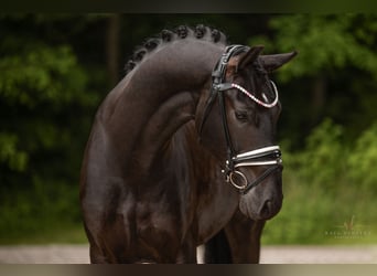 Hannoveraner, Wallach, 5 Jahre, 167 cm, Rappe