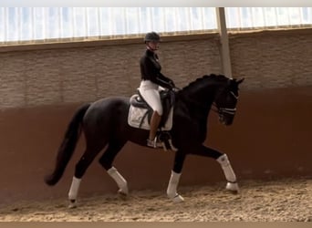 Hannoveraner, Wallach, 5 Jahre, 167 cm, Rappe