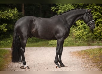 Hannoveraner, Wallach, 5 Jahre, 167 cm, Rappe