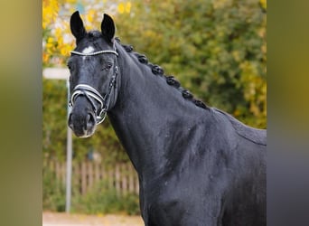 Hannoveraner, Wallach, 5 Jahre, 167 cm, Rappe