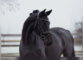 Hannoveraner, Wallach, 5 Jahre, 167 cm, Rappe