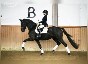 Hannoveraner, Wallach, 5 Jahre, 167 cm, Rappe