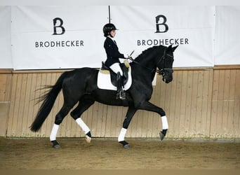 Hannoveraner, Wallach, 5 Jahre, 167 cm, Rappe