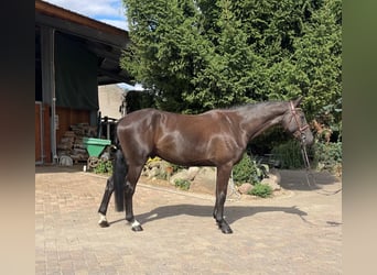 Hannoveraner, Wallach, 5 Jahre, 167 cm, Rappe