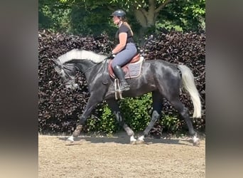 Hannoveraner, Wallach, 5 Jahre, 167 cm, Rappschimmel