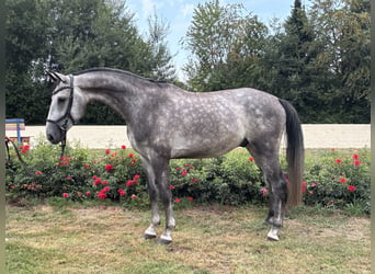 Hannoveraner, Wallach, 5 Jahre, 167 cm, Schimmel