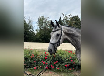 Hannoveraner, Wallach, 5 Jahre, 167 cm, Schimmel