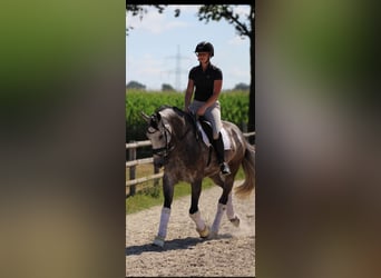 Hannoveraner, Wallach, 5 Jahre, 167 cm, Schimmel