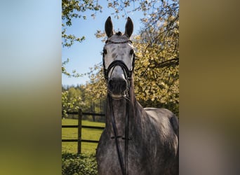Hannoveraner, Wallach, 5 Jahre, 167 cm, Schimmel