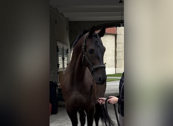 Hannoveraner, Wallach, 5 Jahre, 167 cm, Schwarzbrauner