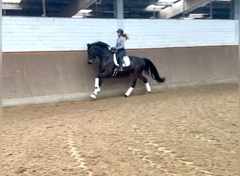 Hannoveraner, Wallach, 5 Jahre, 168 cm, Brauner