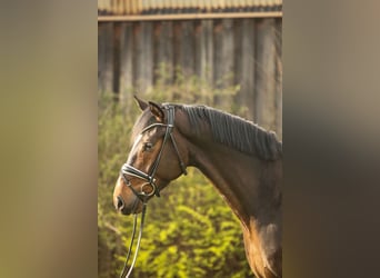 Hannoveraner, Wallach, 5 Jahre, 168 cm, Brauner