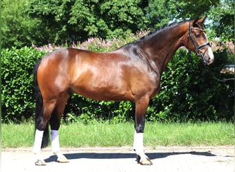 Hannoveraner, Wallach, 5 Jahre, 168 cm, Brauner