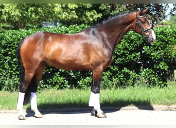 Hannoveraner, Wallach, 5 Jahre, 168 cm, Brauner