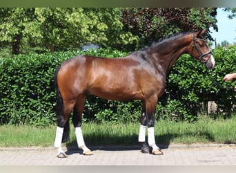 Hannoveraner, Wallach, 5 Jahre, 168 cm, Brauner