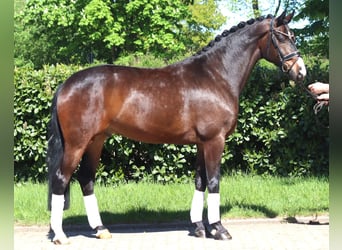 Hannoveraner, Wallach, 5 Jahre, 168 cm, Brauner