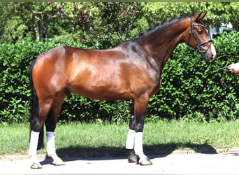 Hannoveraner, Wallach, 5 Jahre, 168 cm, Brauner