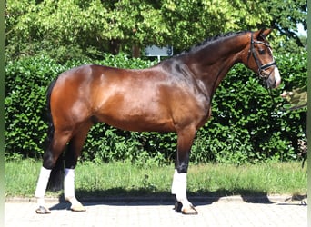 Hannoveraner, Wallach, 5 Jahre, 168 cm, Brauner